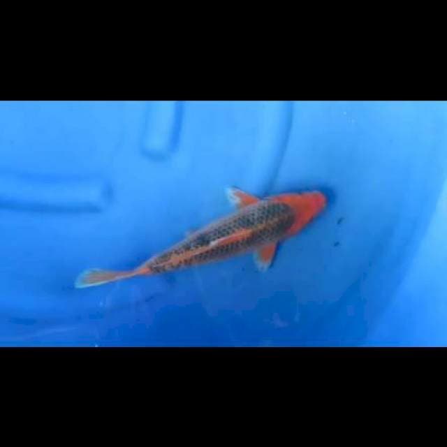 Aka Matsuba F1 - 35bu Male 