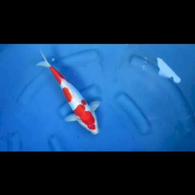 Red Kohaku Doitsu Murni - 35bu male 