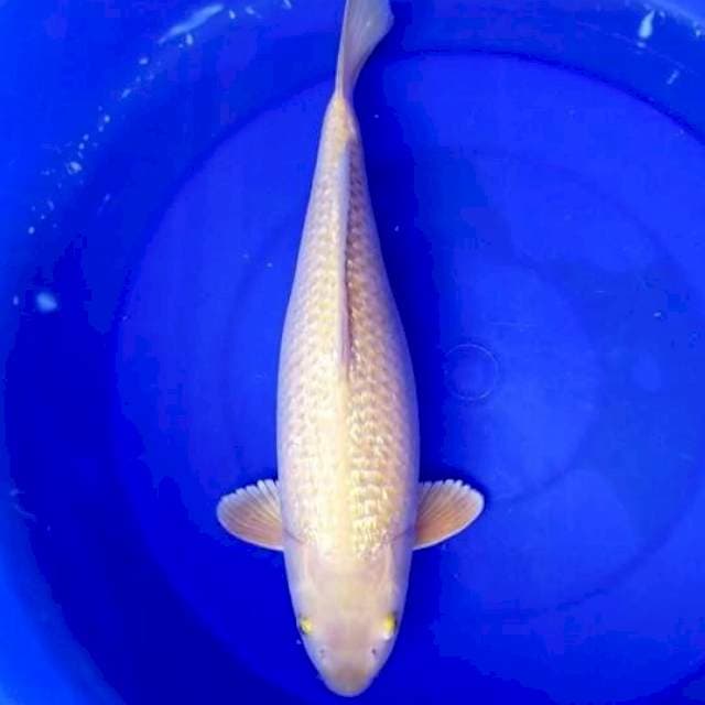 MIDORI SUPER BULKI 44 CM