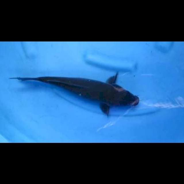 Karasugoi - 35cm Male 