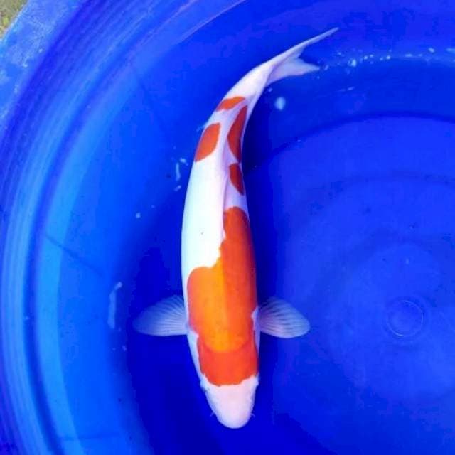 DOITSU KOHAKU 45 CM