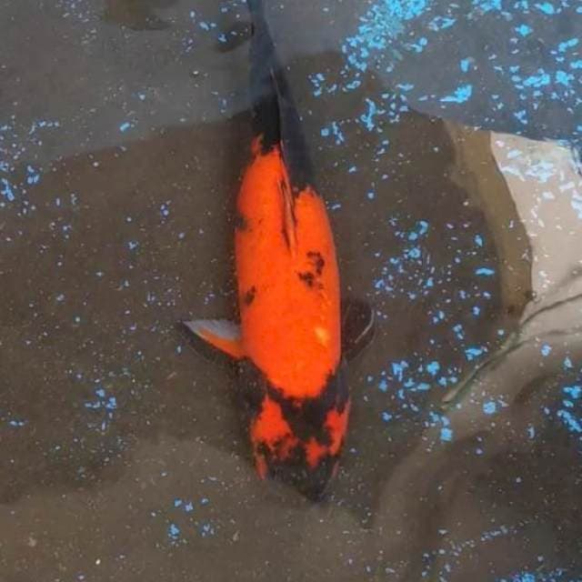 Hi Utsuri 42cm istimewa