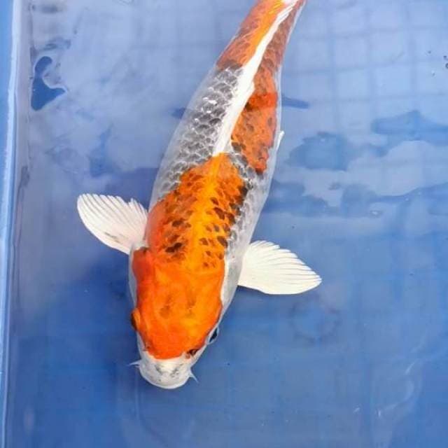Kujaku Joss... 42cm 