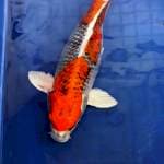 Kujaku Joss... 42cm 