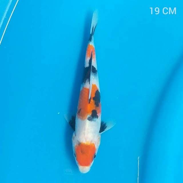 Maruten showa 19cm