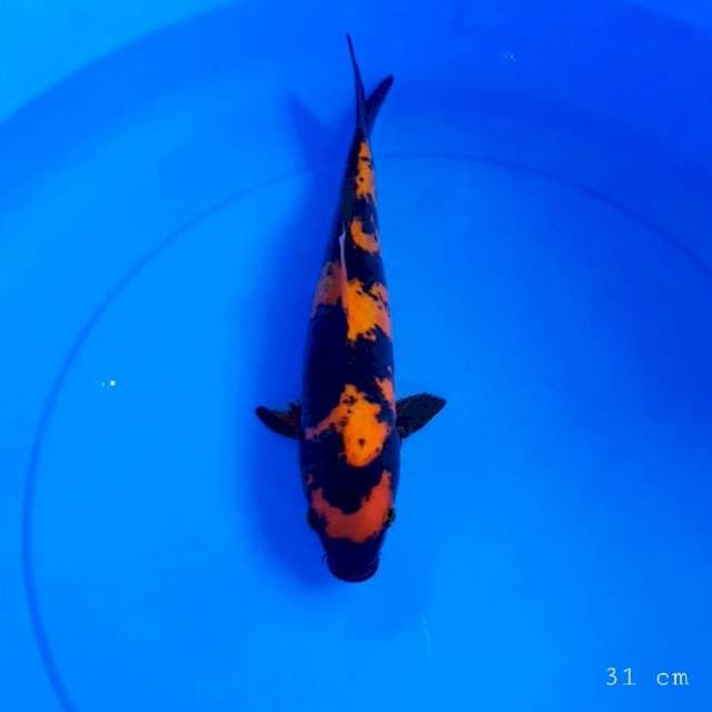Hi utsuri doitsu 31 cm