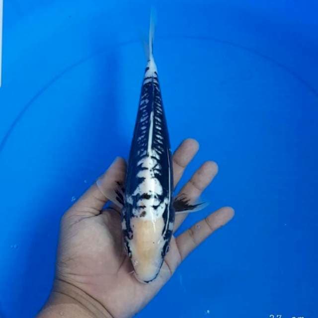 Kumonryu 27 cm