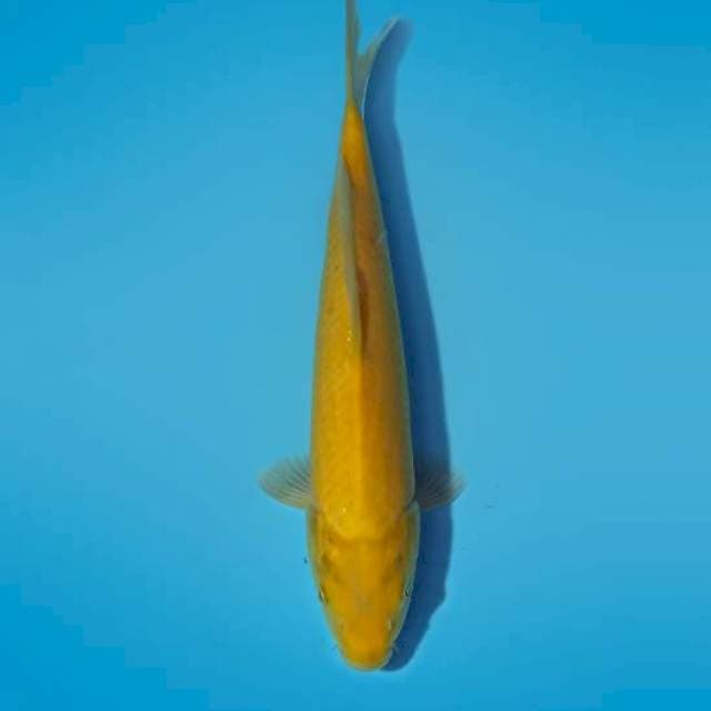 ND NYANPH 31CM