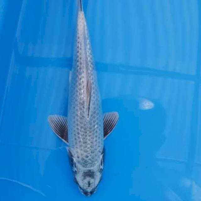 Kawarimono