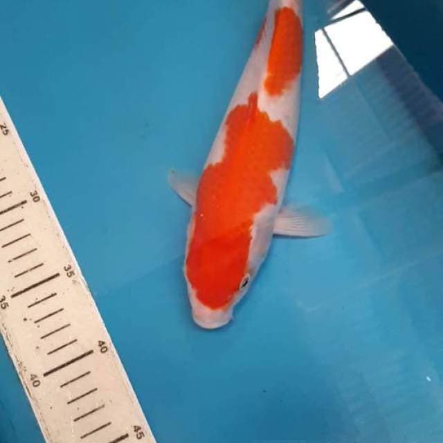 KOHAKU 27 CM