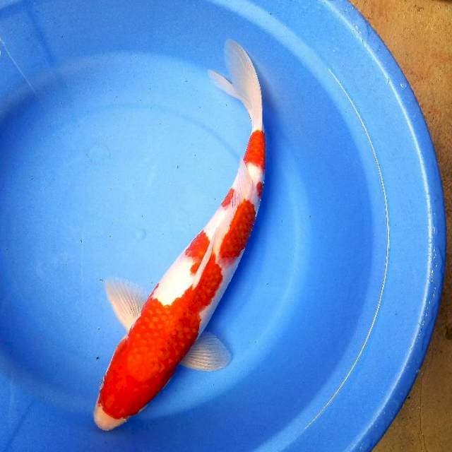 Kohaku