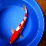 Kohaku