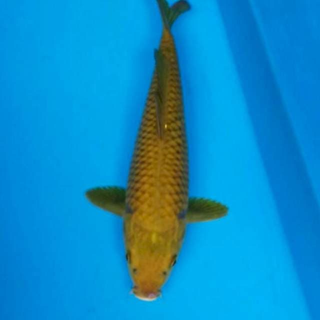 PENJINAK KOLAM 2