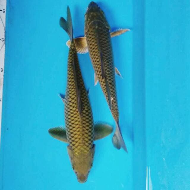PENJINAK KOLAM  3