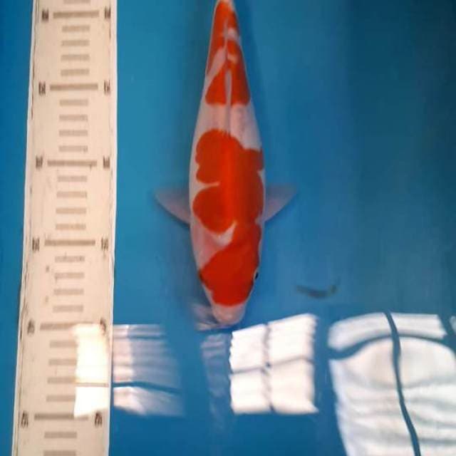 DOITSU KUHAKU 24 CM