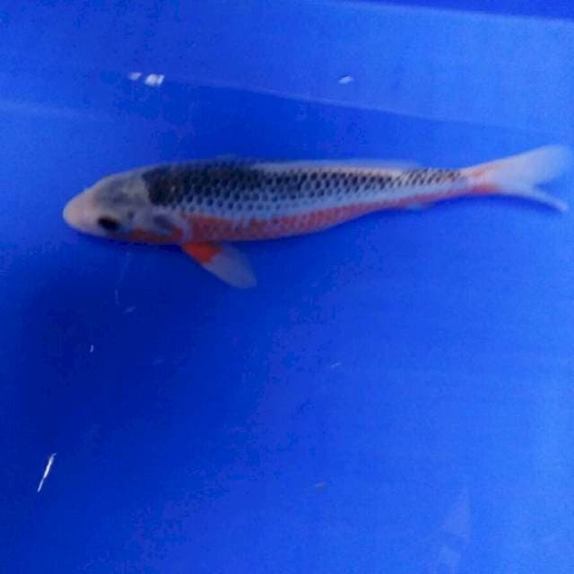 asagi 18cm
