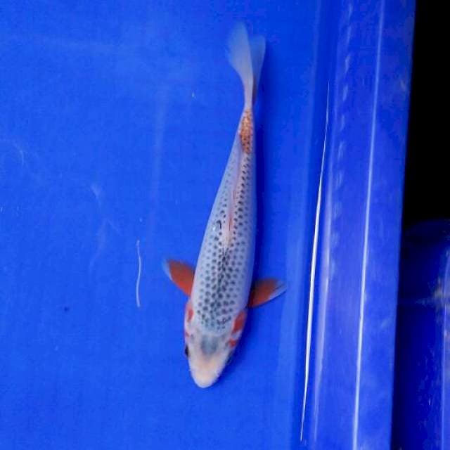 asagi 22cm