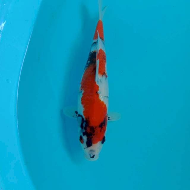 Showa, 29 cm