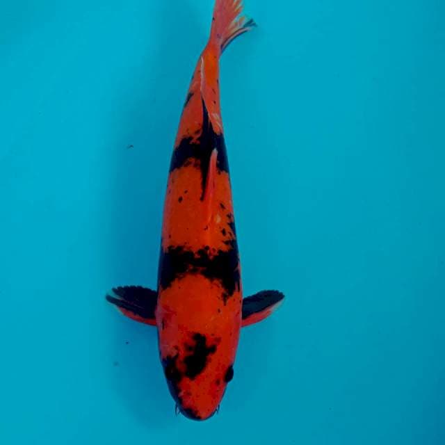 Hi Utsuri, 35 cm