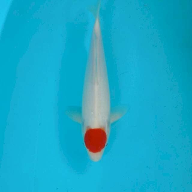 Tancho Kohaku, 29 cm