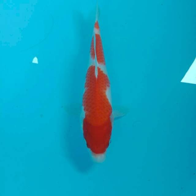 Kohaku, 23 cm