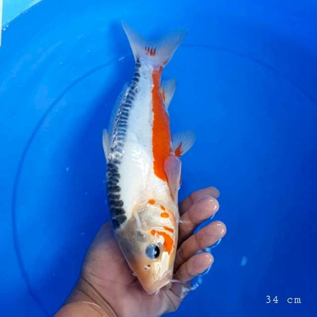 Shusui 34 cm