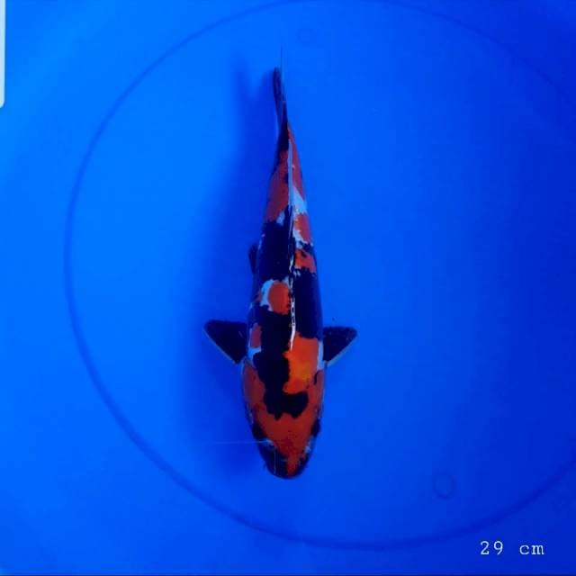 Doitsu showa 29 cm