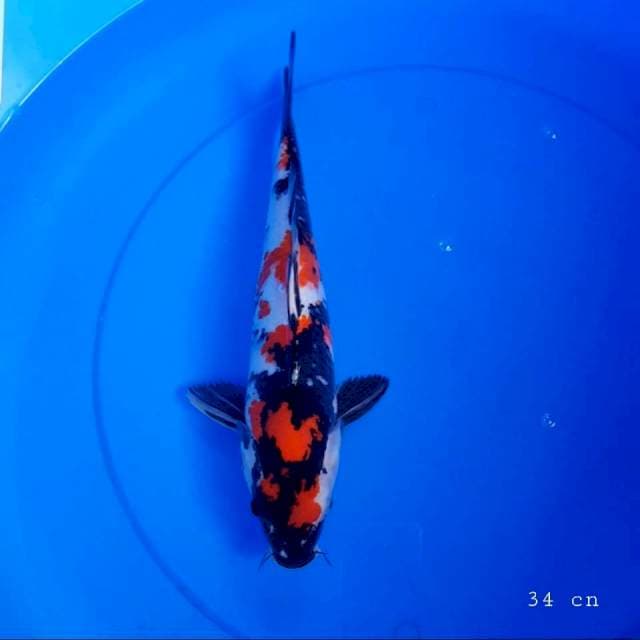 Showa sisik 34 cm
