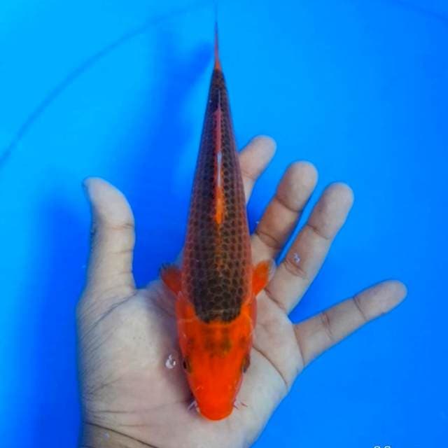 Aka matsuba 22 cm