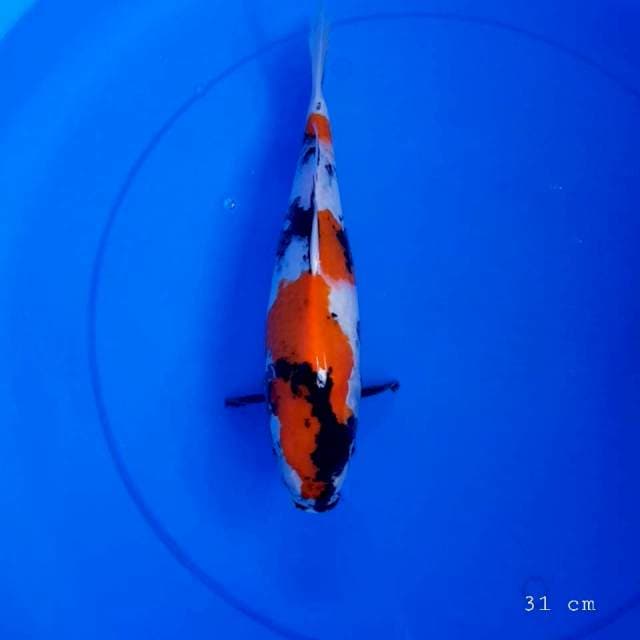 Showa sisik 31 cm