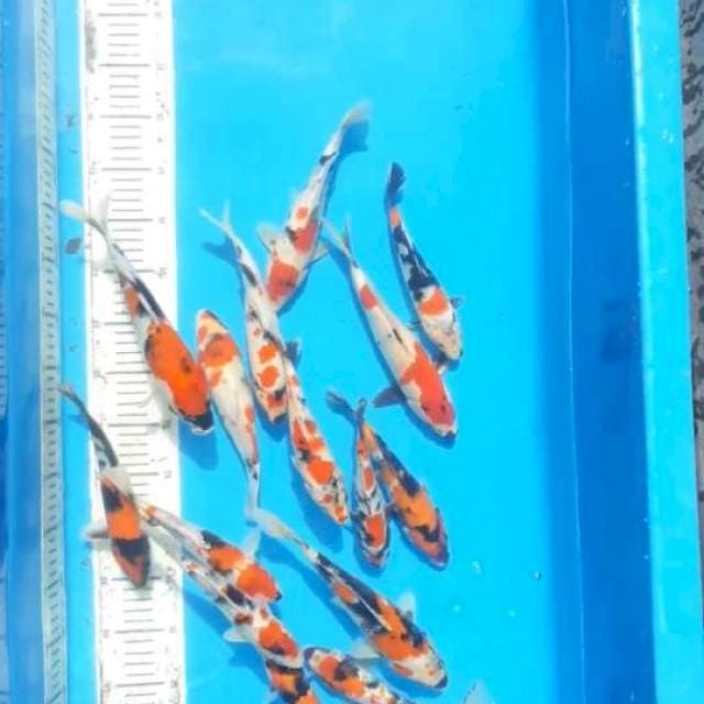 Mix showa 15 ekor 15-22cm