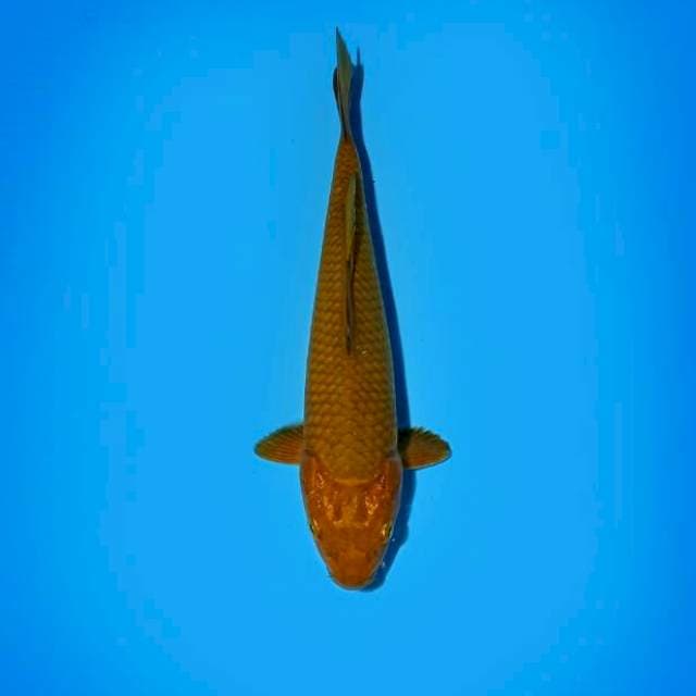 Chagoi Tembaga 19 cm