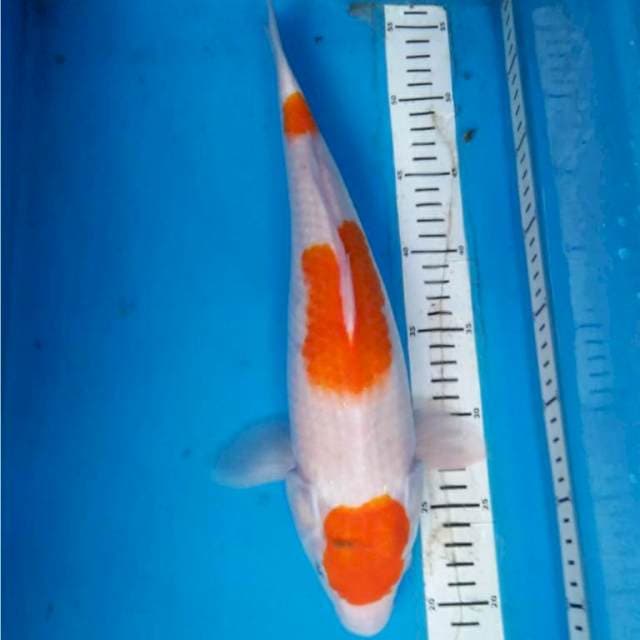MARUTEN KOHAKU 37 cm