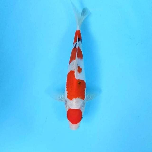 2. Maruten Sanke || 29 cm