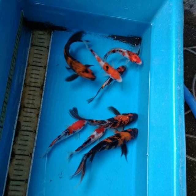 Kumpay paket