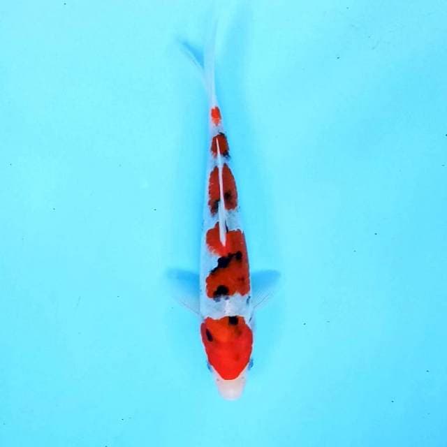 5. Maruten Sanke || 25 cm || Male