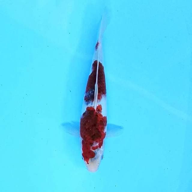 7. Goromo || 30 cm