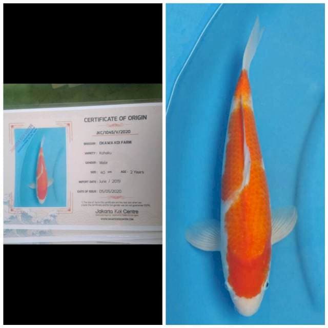 Okawa Kohaku