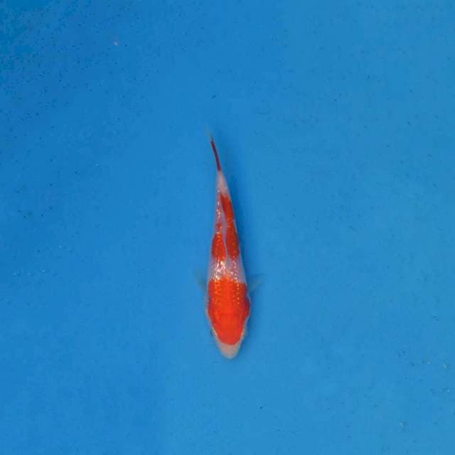 Kohaku Ginrin F1