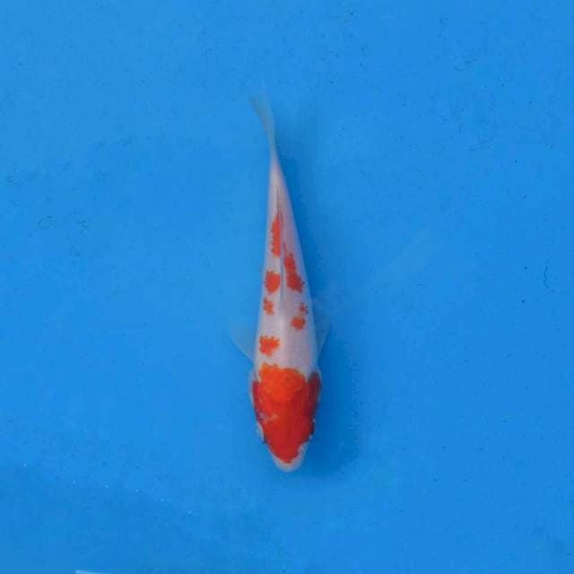 Kohaku Ori F1