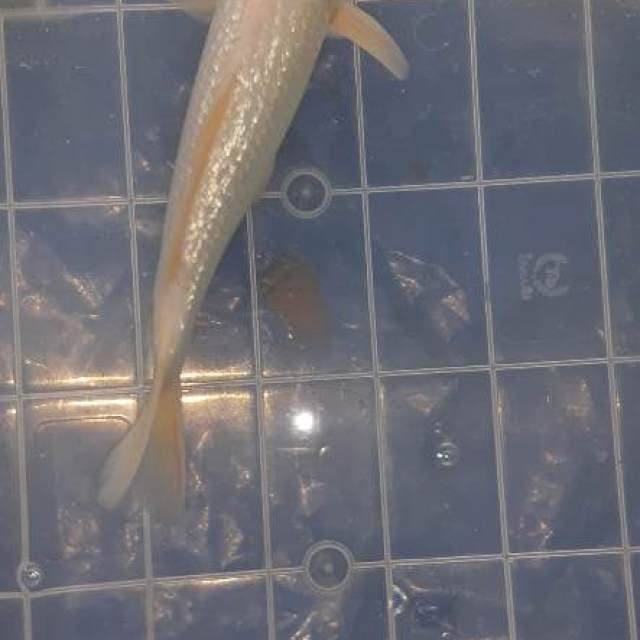 Original Tancho kohaku Full ginrin