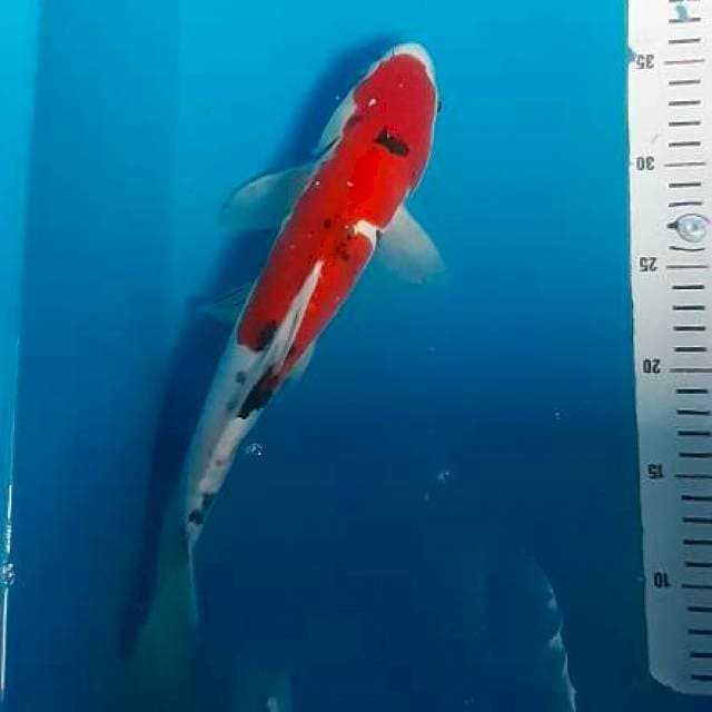 Doitsu sanke 38cm