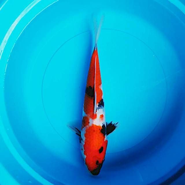 Showa 32cm