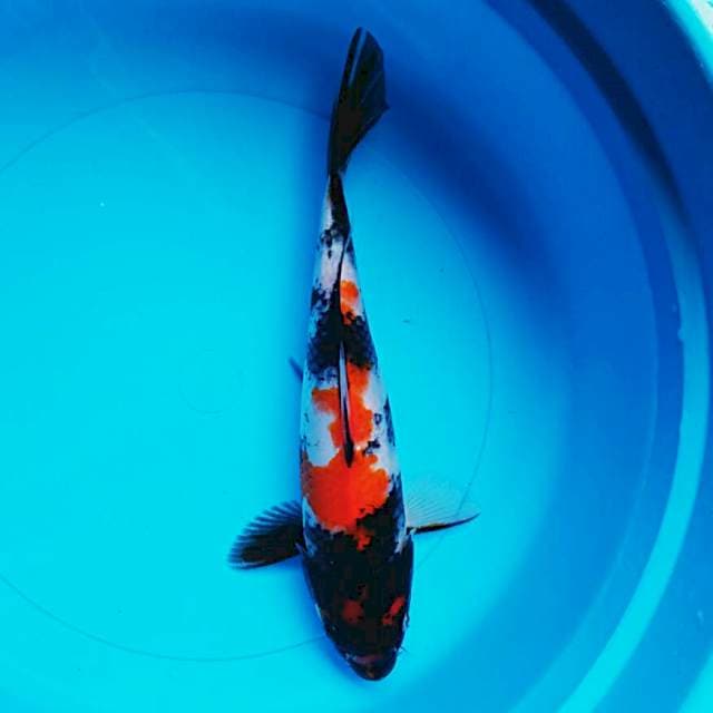 Good showa 32cm