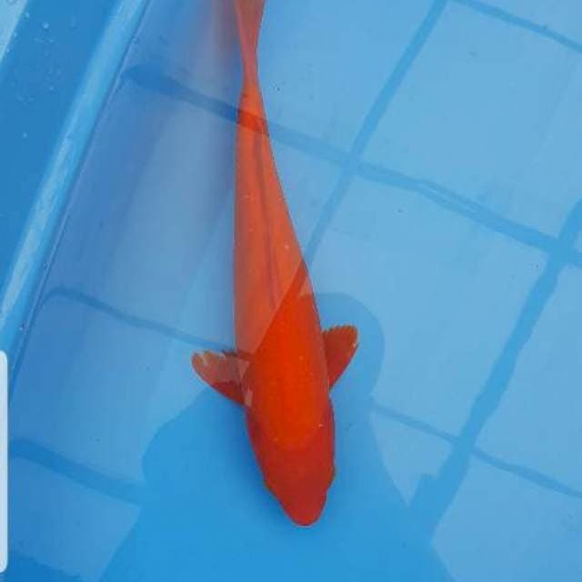 Benigoi