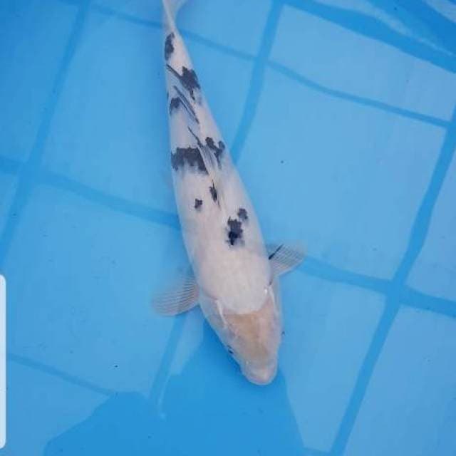Bekko
