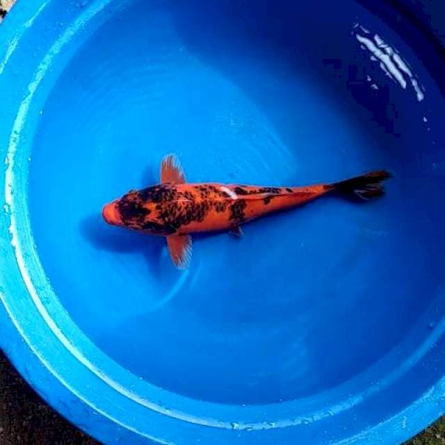 Kawari 25cm