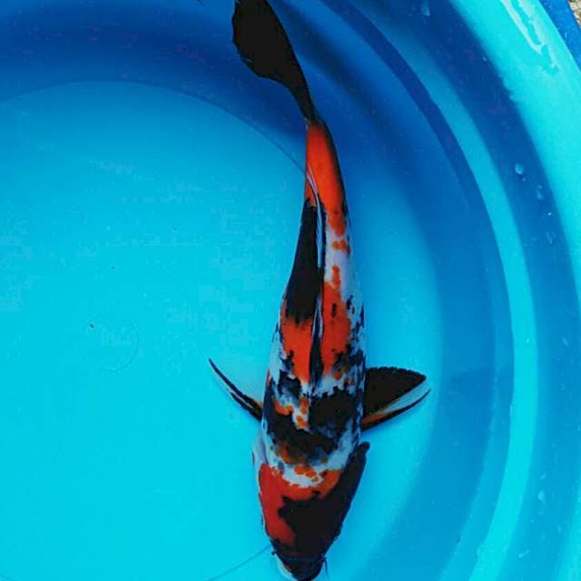Showa 28cm