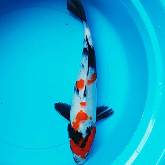 Showa 32cm