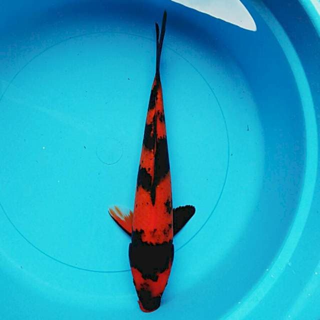 Hiu utsuri 31cm